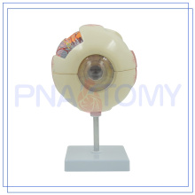PNT-0660 Modelo de olho 3-D profissional para venda